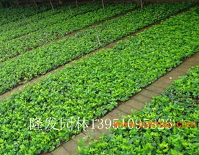 沭阳县隆发花木场 一站式园林绿化产品与工程解决方案