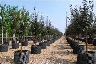 乔木种植实现100%成活率 园林绿化工程施工的核心要点与实战指南