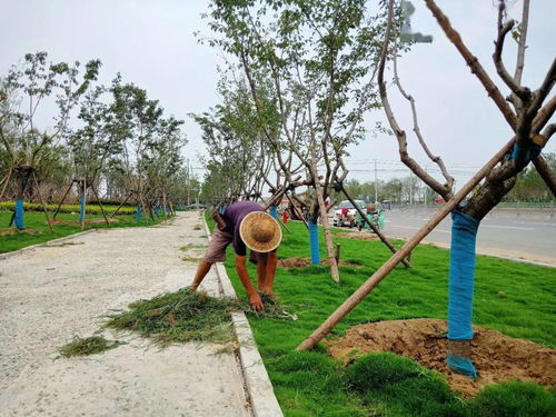 菏泽迎宾大道 直通牡丹机场的生态走廊即将通车