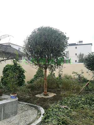 四川园林绿化工程 打造生态宜居的绿色家园
