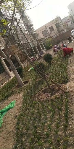 北京迅旭弘方园林绿化工程 匠心铸就城市绿色未来
